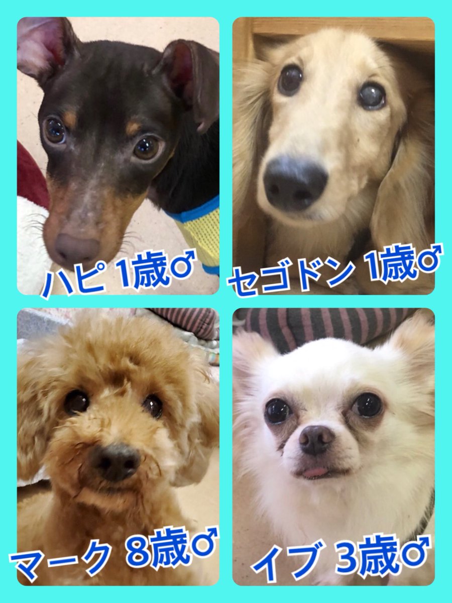 🐾今日の里親様募集中ワンコ🐶メンバーです🐾2019,10,4